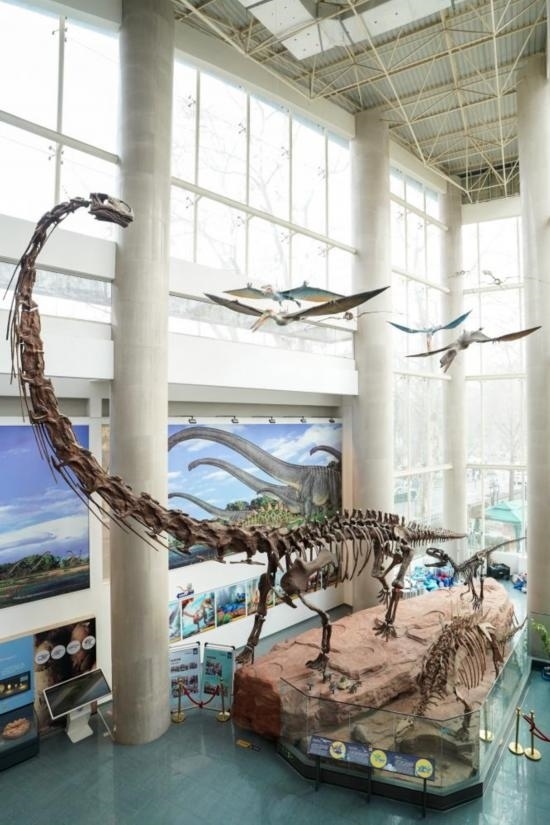 南京古生物博物館展出的馬門溪龍模型。新華社記者李博 攝