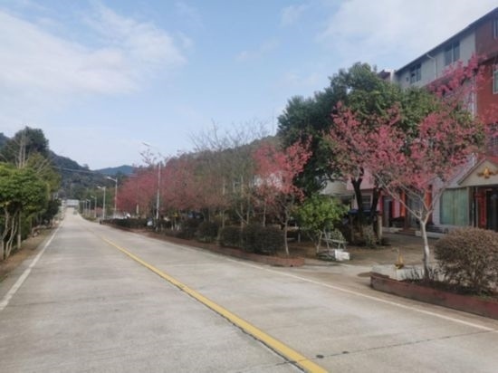 道路兩旁的山櫻花。將樂縣農(nóng)業(yè)農(nóng)村局供圖