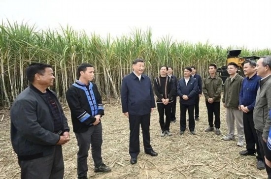 2023年12月14日，習(xí)近平總書記在廣西來賓市國家現(xiàn)代農(nóng)業(yè)產(chǎn)業(yè)園黃安優(yōu)質(zhì)“雙高”糖料蔗基地考察。
