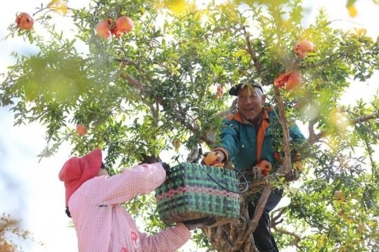 紅彤彤的石榴掛滿枝頭，農(nóng)戶們穿梭在林中采摘，享受著豐收的喜悅。