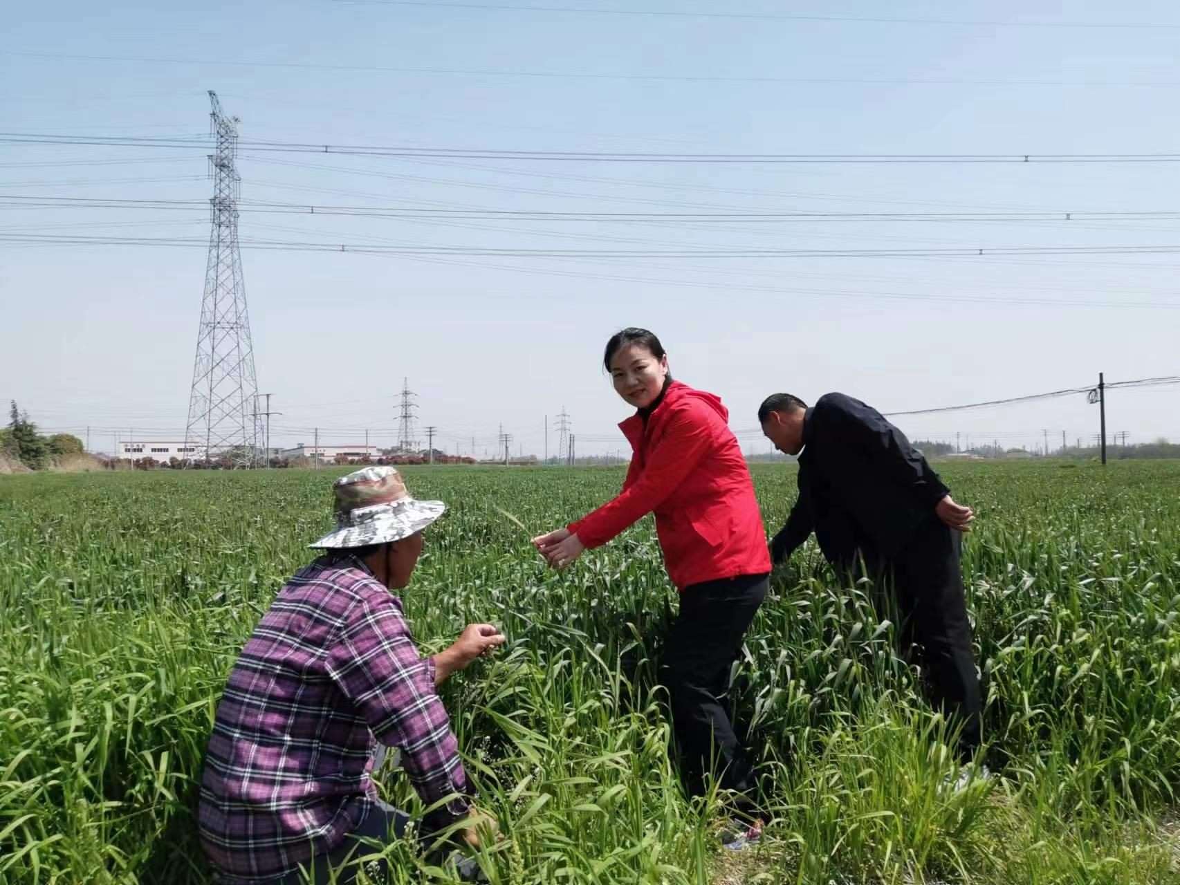 魏巧在田間察看農(nóng)作物長(zhǎng)勢(shì)。