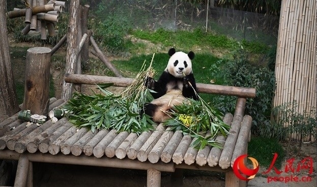 “福寶”享用新鮮的竹子。人民網(wǎng) 李帆攝