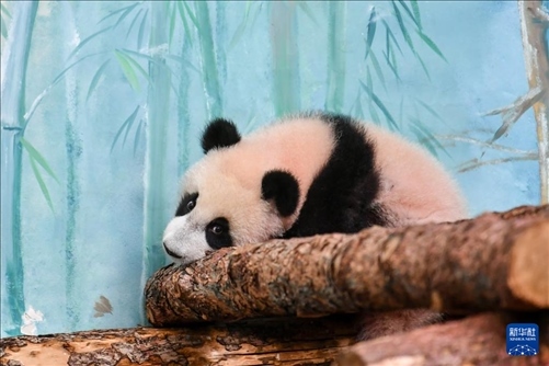 這是3月8日在俄羅斯莫斯科動物園拍攝的大熊貓“喀秋莎”。新華社記者 曹陽 攝