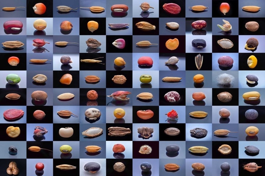 微距鏡頭下，湖南省農(nóng)作物種質(zhì)資源庫(kù)的種子千姿百態(tài)（100個(gè)種子拼版照片）。