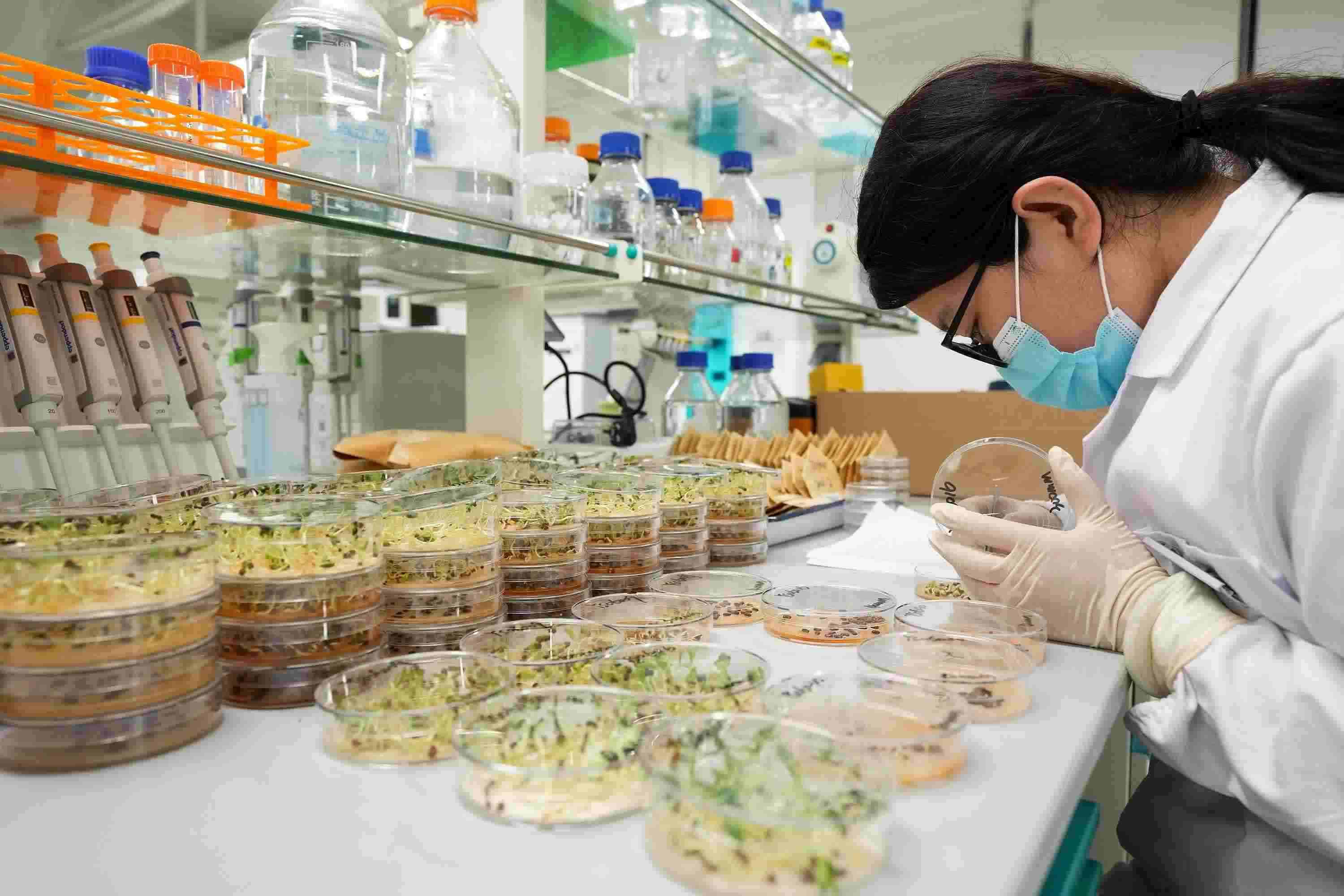 △ 海南三亞崖州灣科技城的崖州灣種子實驗室，科研人員正在觀察種子樣本。