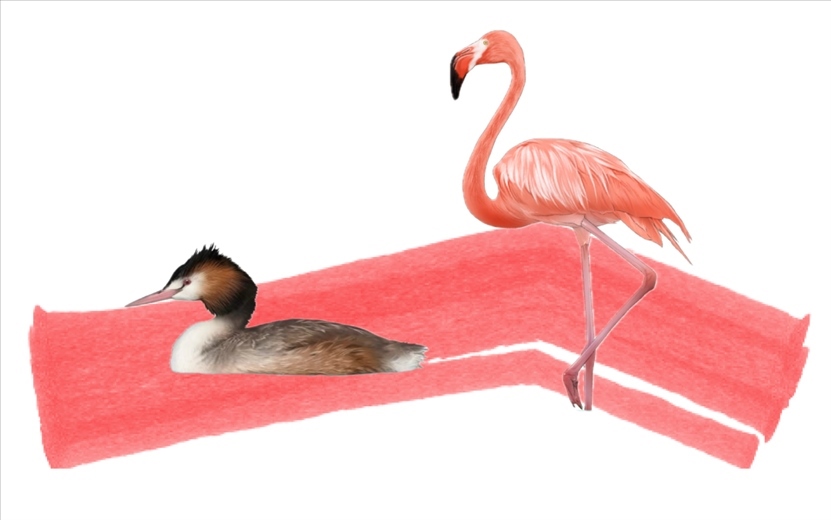 奇跡鳥類（火烈鳥總目）。浙江大學(xué)供圖