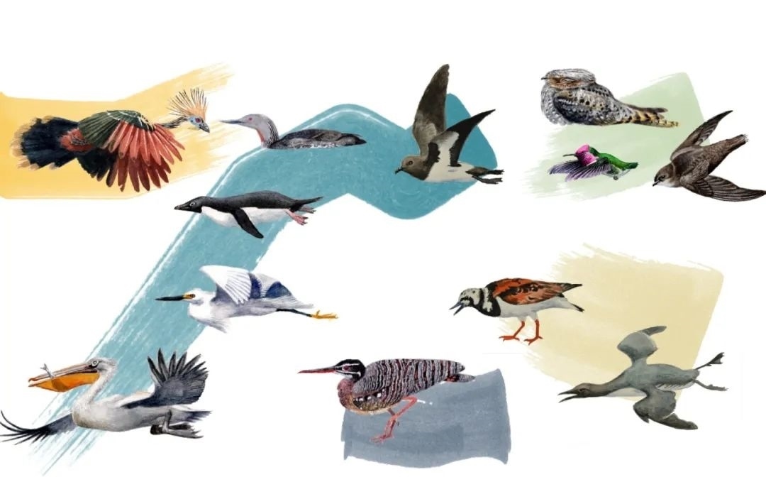 元素鳥類。浙江大學(xué)供圖
