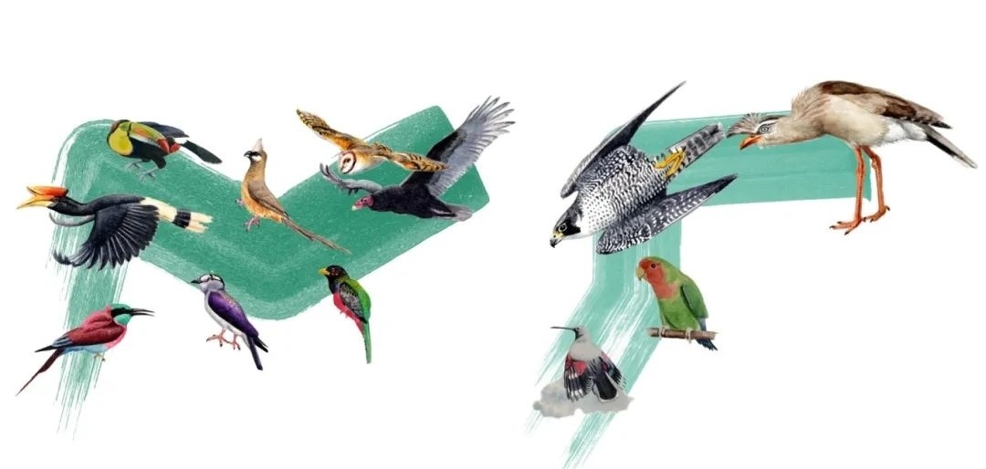 陸鳥類。浙江大學(xué)供圖