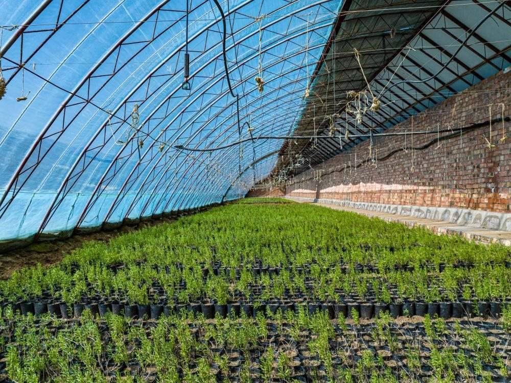 △內(nèi)蒙古一苗圃正在育苗。今年內(nèi)蒙古將投資2200萬元保障“三北”工程種苗供應(yīng)，助力打好“三北”工程攻堅(jiān)戰(zhàn)。