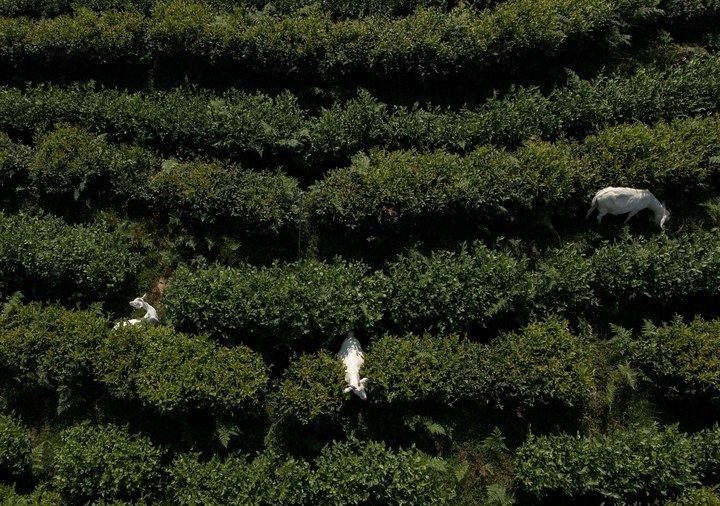 惠明茶園，養(yǎng)羊控草。供圖 共享聯(lián)盟·景寧