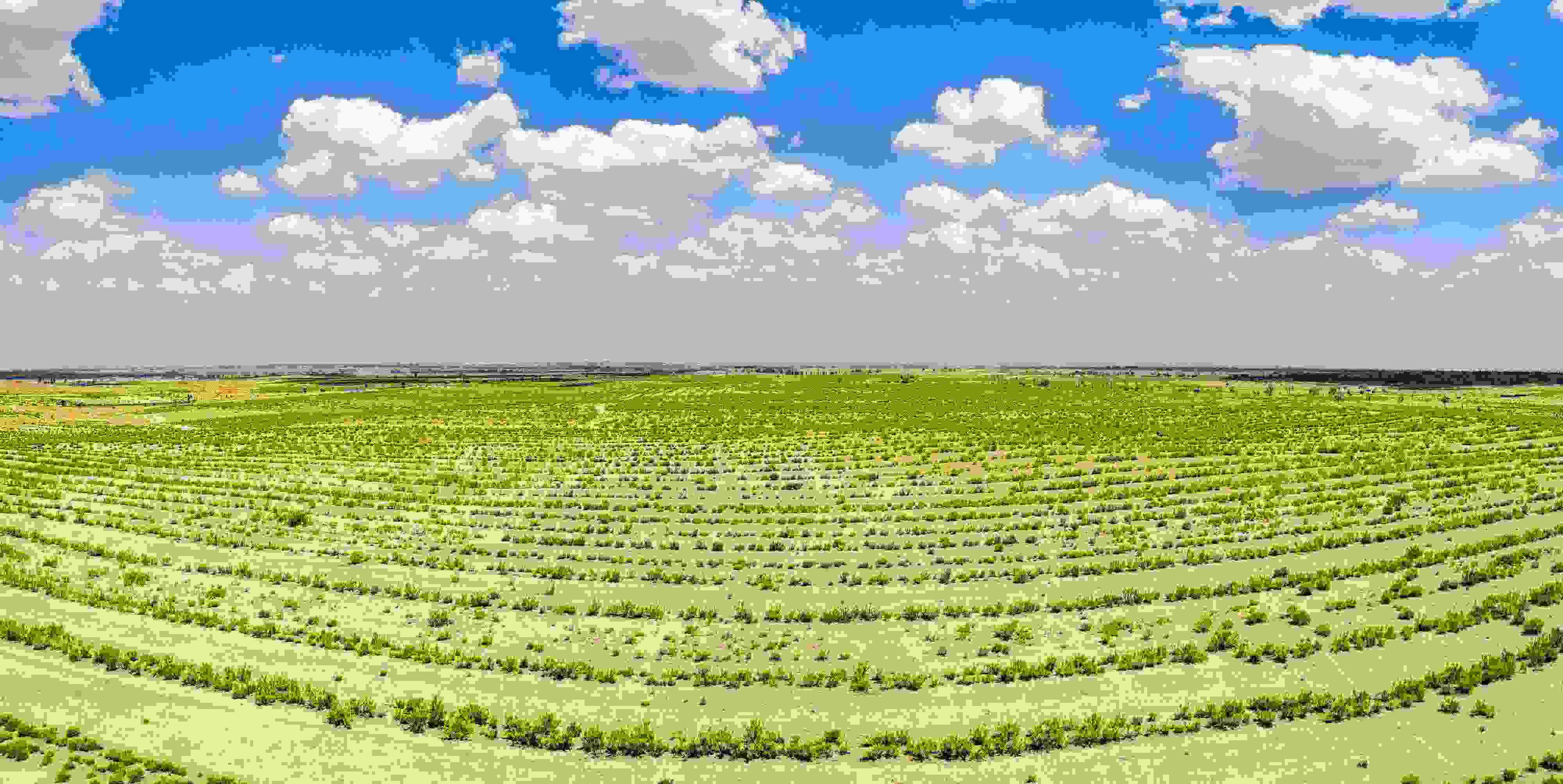 2023年6月7日，內(nèi)蒙古鄂爾多斯，毛烏素沙漠。