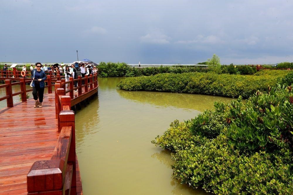 △2023年6月13日，人們在廣東湛江市麻章區(qū)金牛島觀賞紅樹林。