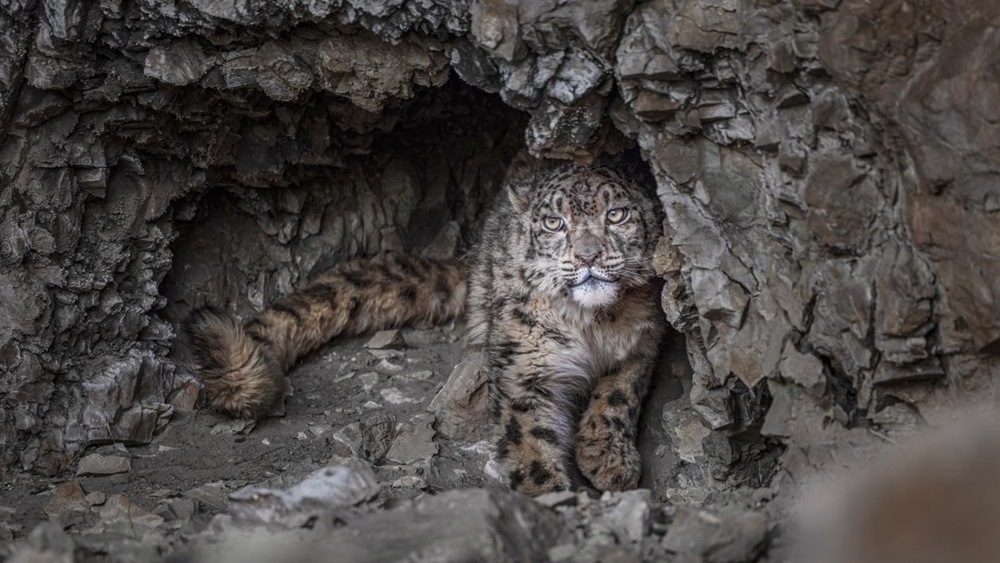 “高原精靈”雪豹。尼瑪多吉攝