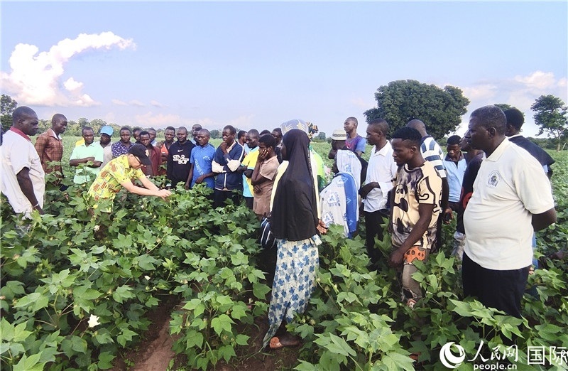 當(dāng)?shù)孛揶r(nóng)紛紛向中國專家學(xué)習(xí)技術(shù)。人民網(wǎng)記者 黃培昭攝