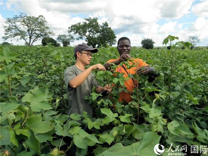 首小勇指導(dǎo)當(dāng)?shù)剞r(nóng)民種植棉花。人民網(wǎng)記者 黃培昭攝