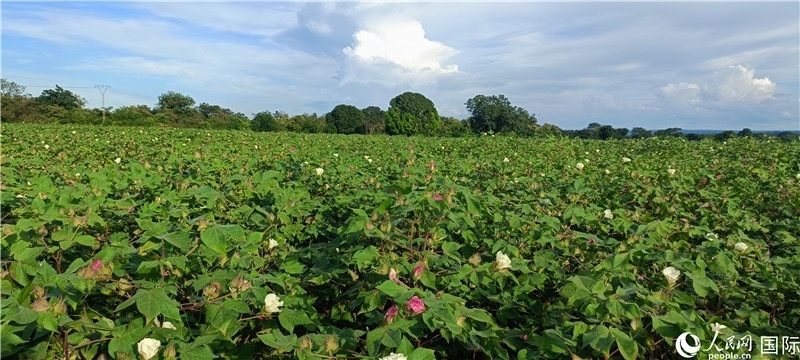 中國技術(shù)培養(yǎng)的當(dāng)?shù)孛藁ㄌ?。人民網(wǎng)記者 黃培昭攝