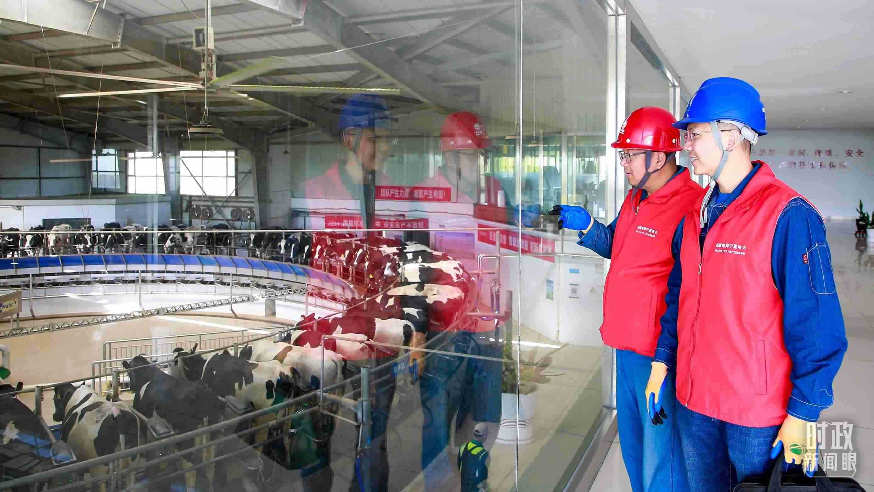  △寧夏銀川，電力員工深入奶牛養(yǎng)殖企業(yè)，助力數(shù)智化養(yǎng)殖。（圖/視覺(jué)中國(guó)）