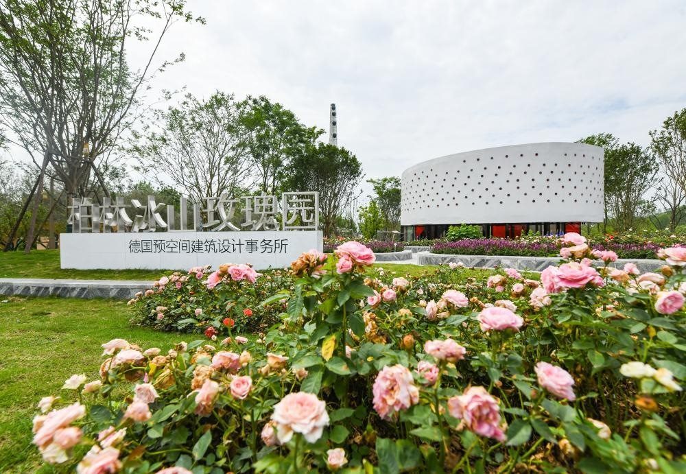 這是2024年4月22日拍攝的成都世園會(huì)主會(huì)場德國柏林冰山玫瑰園。新華社記者 王曦 攝