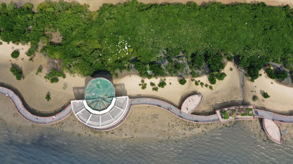 俯瞰廣東湛江市區(qū)海邊的紅樹(shù)林（2023年5月25日攝，無(wú)人機(jī)照片）。