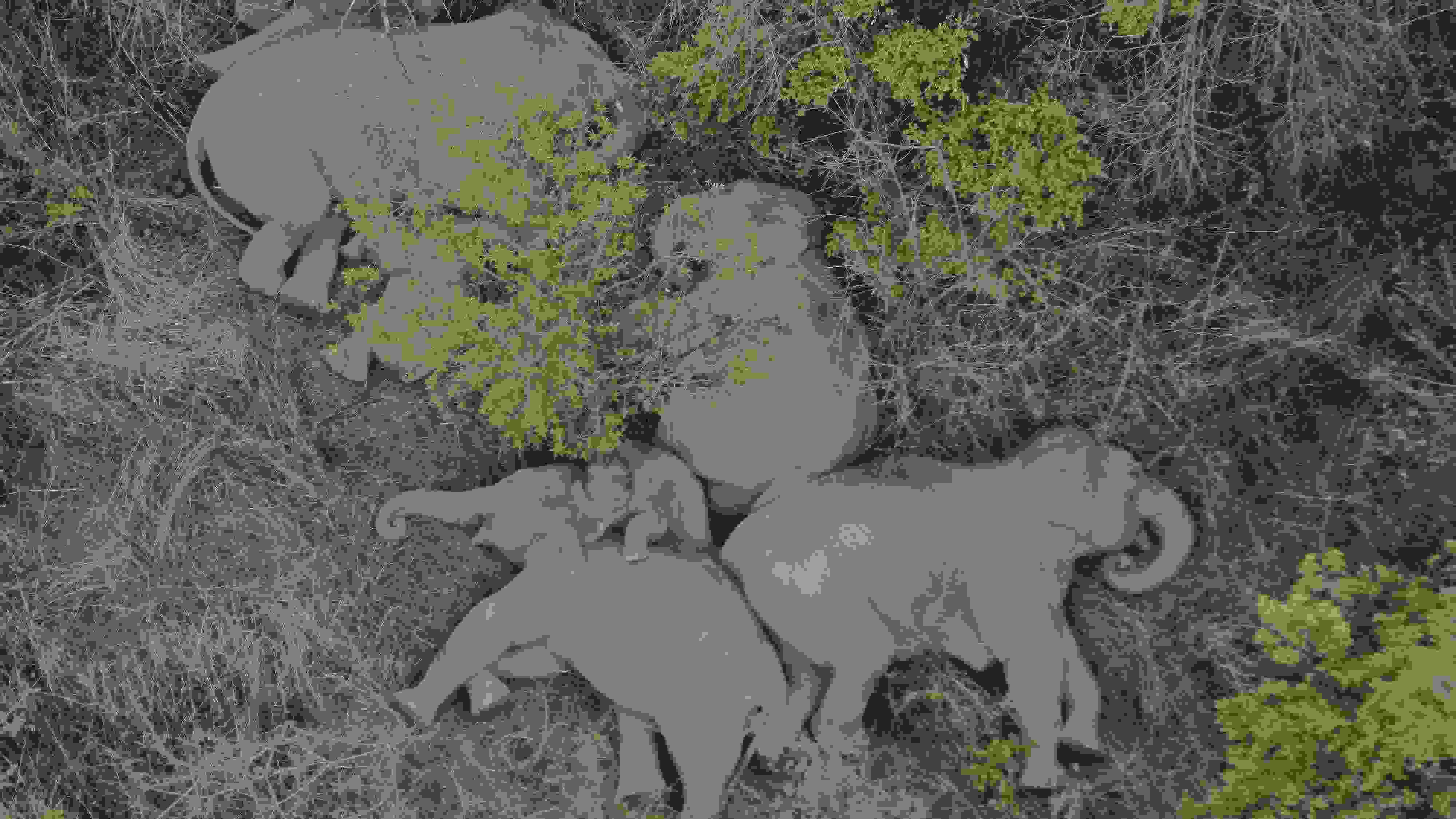 2021年6月7日，航拍顯示亞洲象群在云南省昆明市晉寧區(qū)夕陽鄉(xiāng)山林地里睡覺休息。