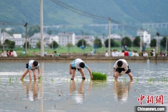 圖為5月21日，綏陽縣旺草中學(xué)學(xué)生在旺草萬畝大壩體驗(yàn)插秧。唐哲 攝