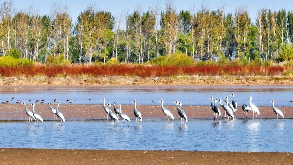 在山東黃河三角洲國家級自然保護(hù)區(qū)拍攝的白枕鶴（2022年10月18日攝）。新華社發(fā)（楊斌 攝）
