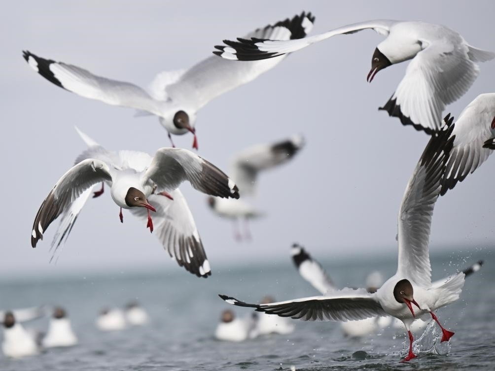 這是2023年4月13日在青海湖拍攝的棕頭鷗。新華社記者 張龍 攝