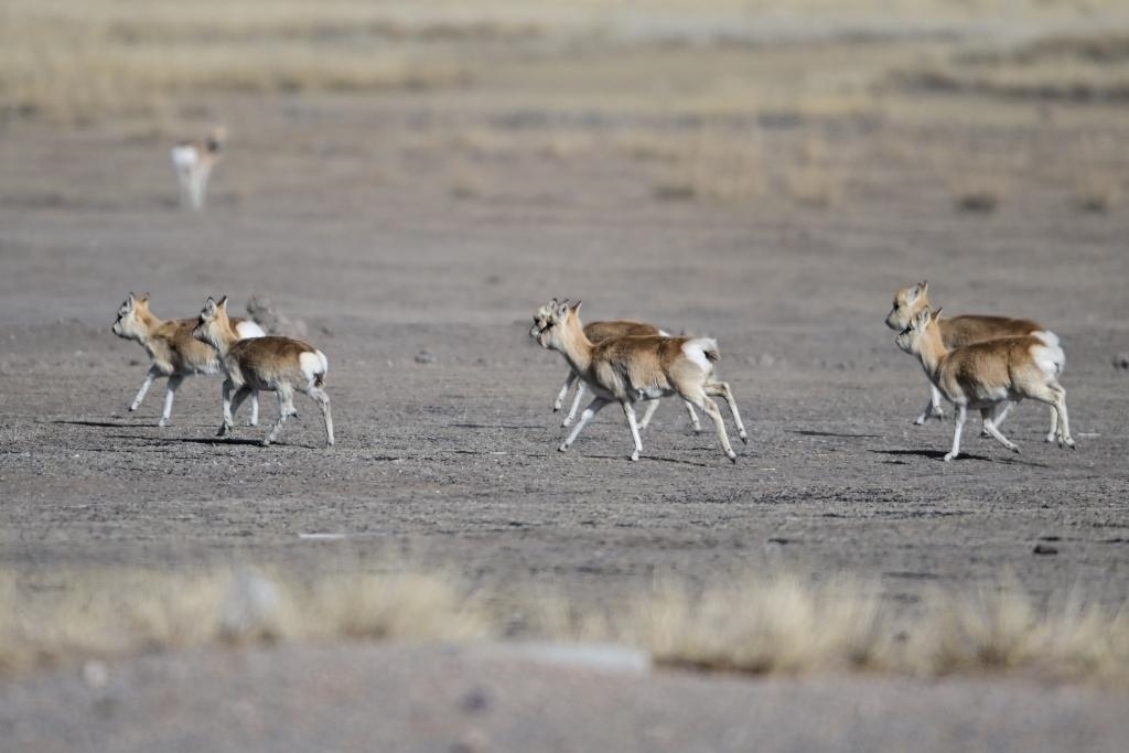 這是1月24日在青海省海北藏族自治州剛察縣哈爾蓋鎮(zhèn)境內(nèi)的草原上拍攝的普氏原羚。新華社記者 張龍 攝
