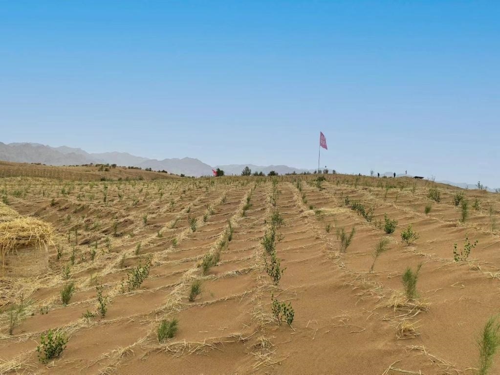 內(nèi)蒙古巴彥淖爾市杭錦后旗治沙新品種沙木蓼和四翅濱藜苗木示范區(qū)。新華社記者 李云平 攝