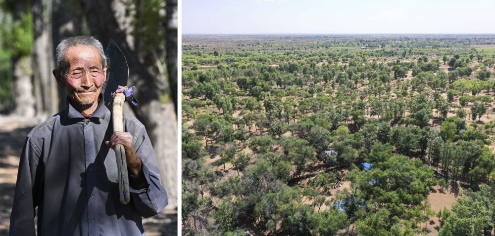 拼版照片：左圖為內(nèi)蒙古鄂托克前旗呼和陶勒蓋嘎查的牧民曹扎娃出門勞作（2023年6月14日攝）；右圖為曹扎娃的承包地（2023年6月14日攝，無人機(jī)照片）。20世紀(jì)80年代，在毛烏素沙地中，曹扎娃主動承包了2300多畝沙地。這么多年來，曹扎娃堅持種樹治沙，最終將沙地變成了林海。新華社記者 劉磊 攝