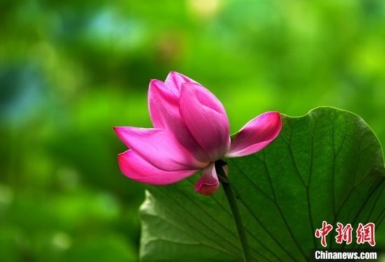 6月19日，時(shí)值一年畢業(yè)季，四川大學(xué)望江校區(qū)荷花池里的荷花盛開，成為了畢業(yè)生們的打卡圣地，吸引了眾多畢業(yè)生拍照留念。圖為盛開的荷花。中新社記者 安源 攝