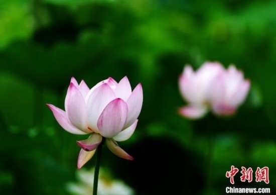 6月19日，時(shí)值一年畢業(yè)季，四川大學(xué)望江校區(qū)荷花池里的荷花盛開，成為了畢業(yè)生們的打卡圣地，吸引了眾多畢業(yè)生拍照留念。圖為盛開的荷花。中新社記者 安源 攝