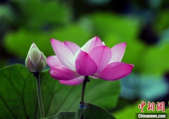 6月19日，時(shí)值一年畢業(yè)季，四川大學(xué)望江校區(qū)荷花池里的荷花盛開，成為了畢業(yè)生們的打卡圣地，吸引了眾多畢業(yè)生拍照留念。圖為盛開的荷花。中新社記者 安源 攝