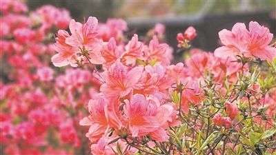 井岡山大學(xué)北區(qū)的生物園內(nèi)，一叢叢映山紅競相怒放。井岡山大學(xué)供圖