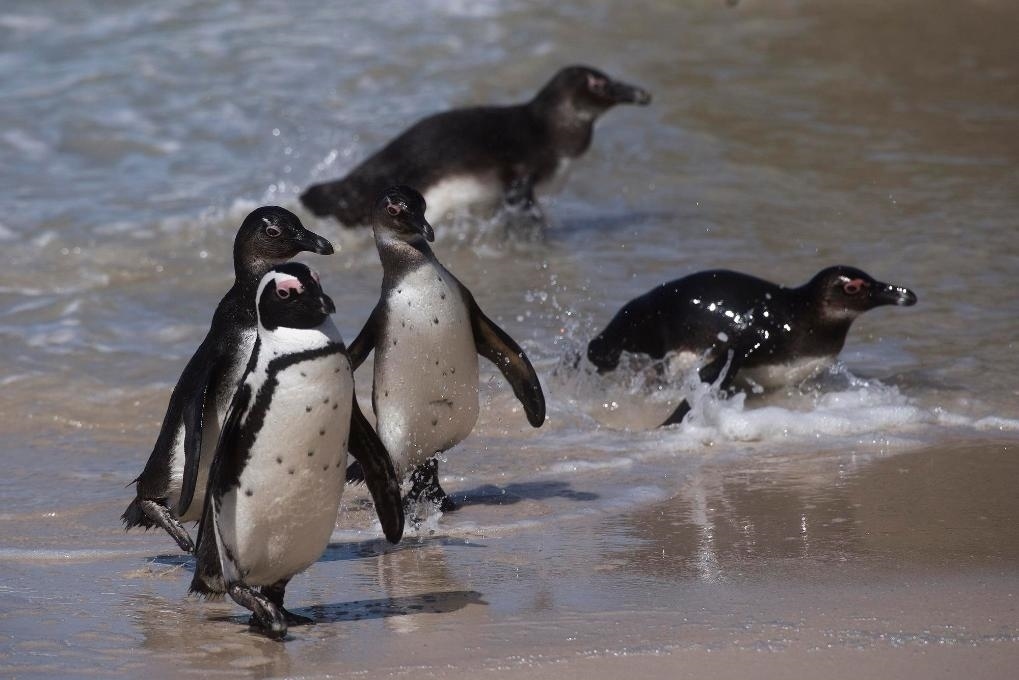 這是2021年9月29日在南非西蒙斯敦的博爾德斯海灘拍攝的捕食歸來(lái)的非洲企鵝。新華社記者 陳誠(chéng) 攝