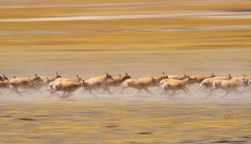 2024年6月13日，在羌塘國家級自然保護區(qū)，遷徙中的藏羚羊奔跑起來。新華社記者費茂華攝