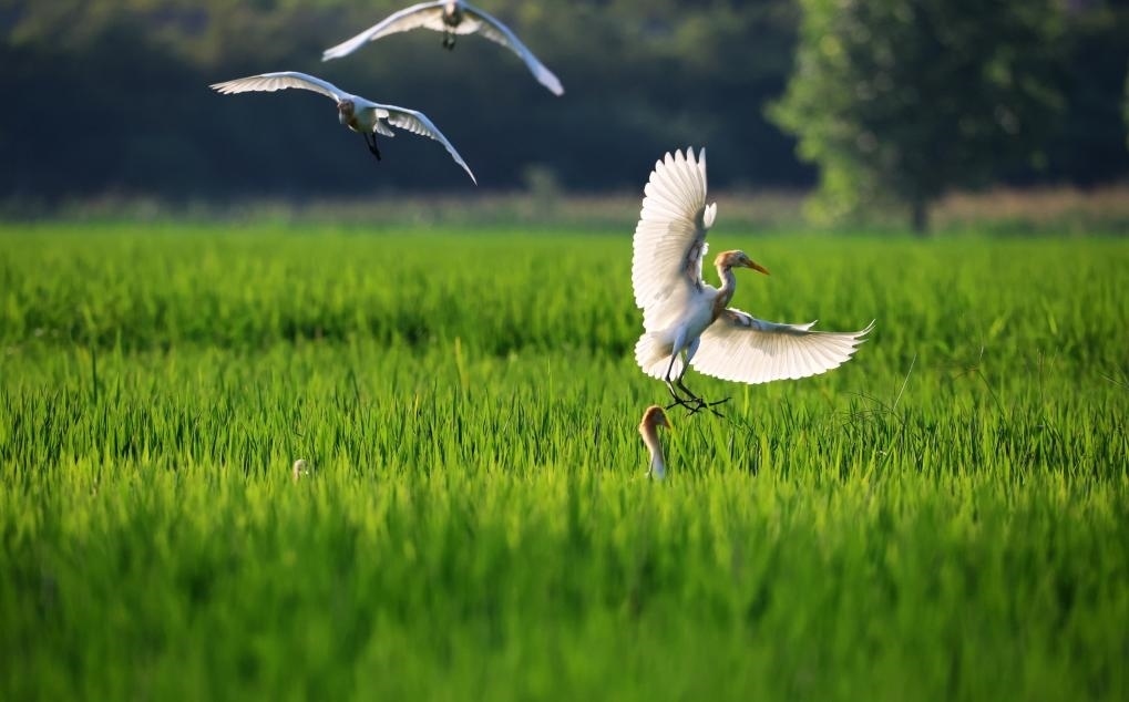 2023年8月7日，鷺鳥在山東省臨沂市郯城縣郯城街道水稻田間飛舞。新華社發(fā)（張春雷 攝）