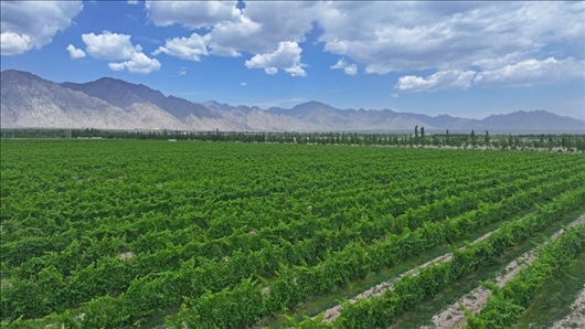 閩寧從荒蕪貧瘠的荒灘戈壁變成了如今的片片綠洲。