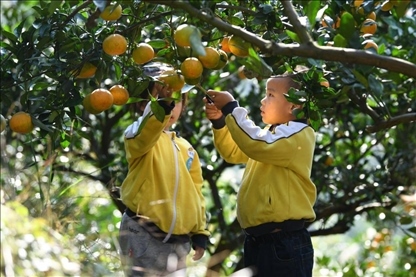 貴州黃平縣小朋友在校外勞動(dòng)實(shí)踐基地采摘柑橘。