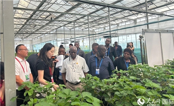 研討班成員在大棚中了解植物種植技術(shù)。人民網(wǎng) 曹欣悅攝