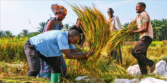2018 年，中國農(nóng)業(yè)專家組在布隆迪布班扎省吉漢加縣設(shè)立首個水稻減貧示范村。圖為當(dāng)?shù)剞r(nóng)戶在稻田里給雜交水稻脫粒（2023 年 6 月 20 日攝） 韓旭攝 / 本刊