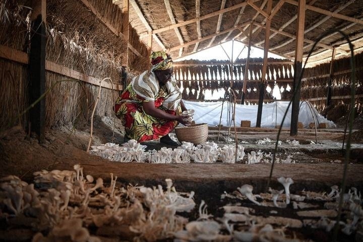 2024年2月6日，在中非共和國達(dá)馬拉，法蒂瑪在菇棚內(nèi)收獲菌草菇。2022年，法蒂瑪在聽說中國菌草專家在班吉傳授技術(shù)后主動前往學(xué)習(xí)，從一間小菌棚起步，逐漸擴(kuò)大為如今小有名氣的合作社。新華社記者 韓旭 攝