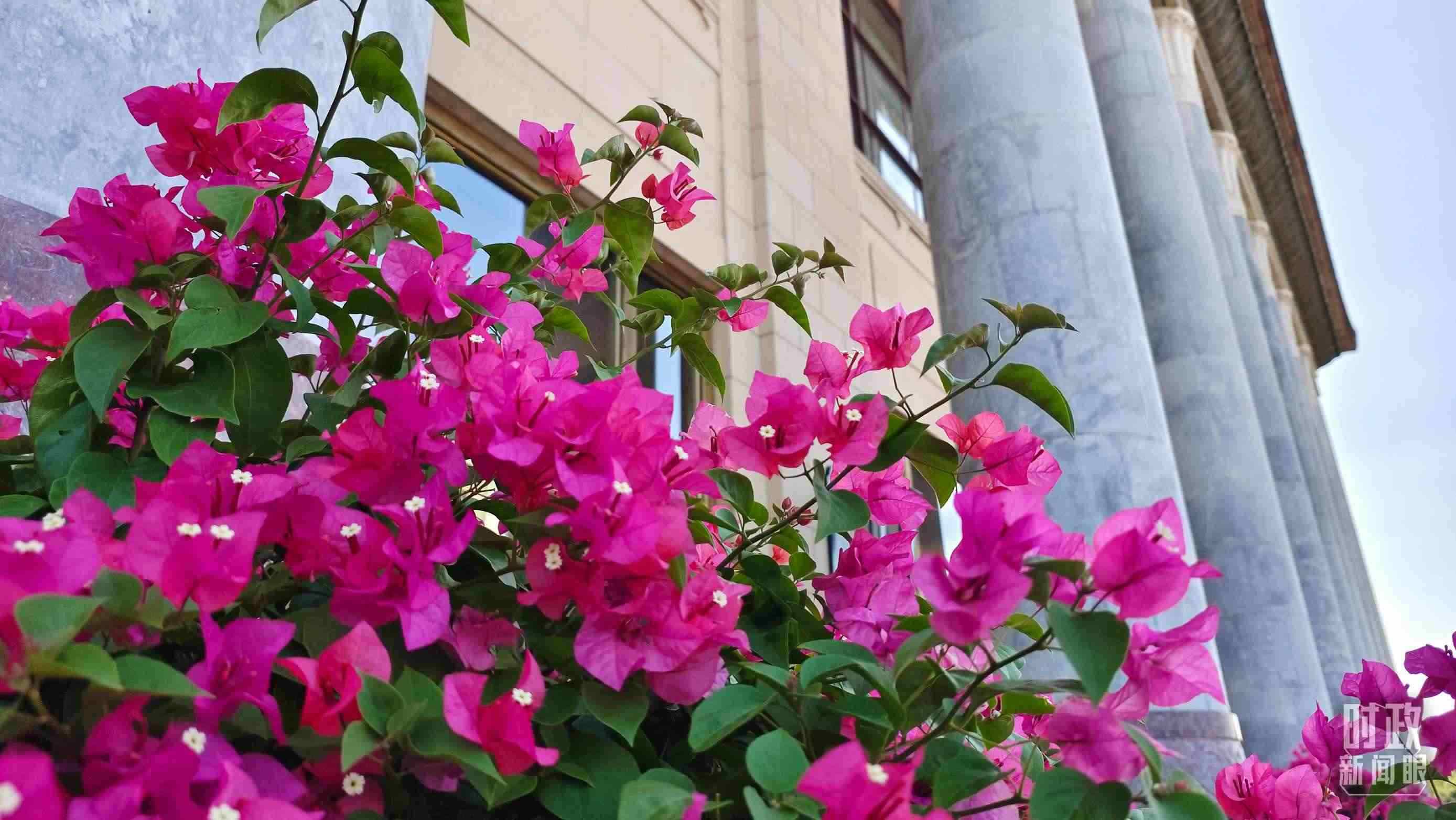 △人民大會(huì)堂外花團(tuán)錦簇。（總臺(tái)央視記者韓銳拍攝）