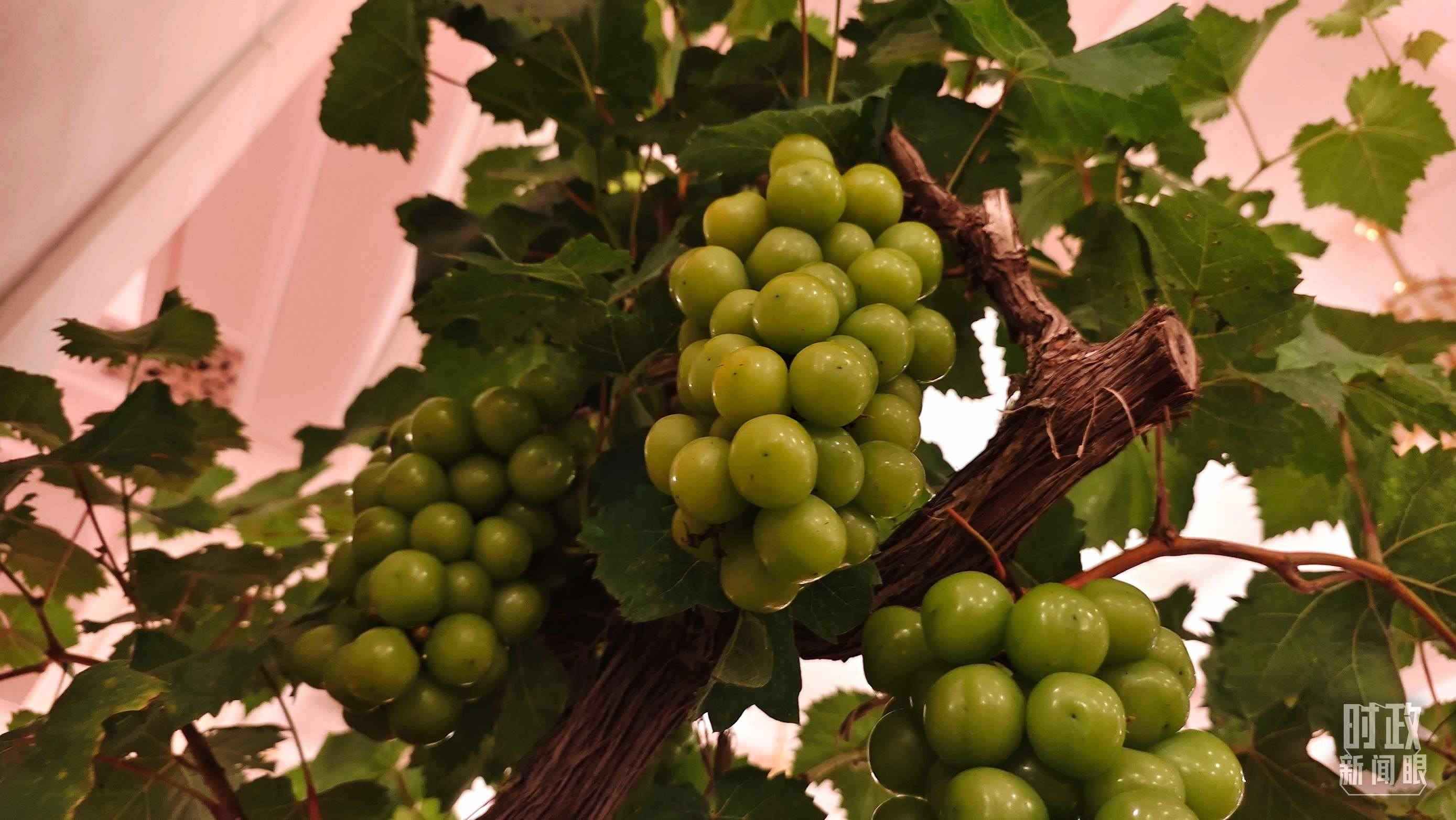  △人民大會(huì)堂的盆景，碩果累累。（總臺(tái)央視記者韓銳拍攝）