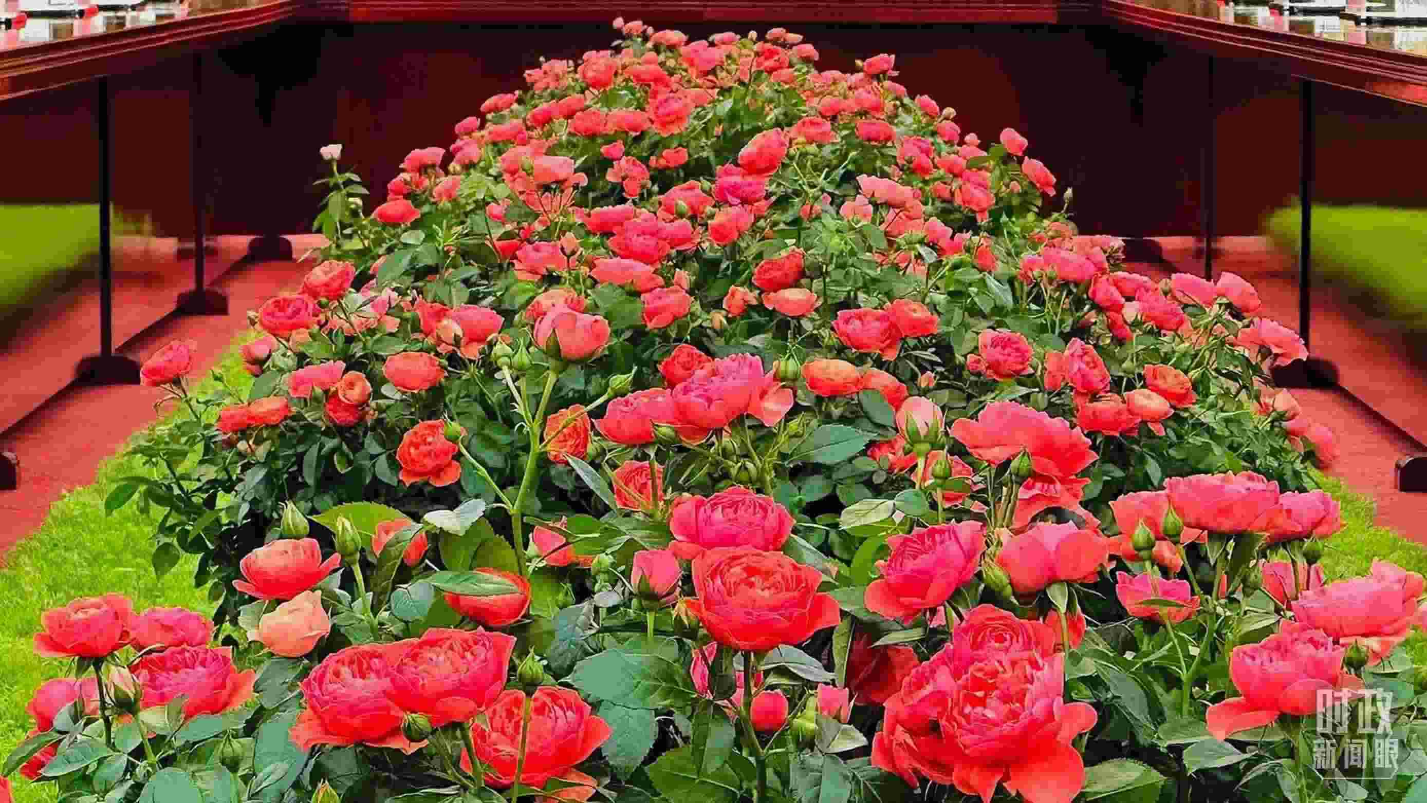 東大廳會(huì)談桌中間擺放的紅果汁月季，象征著蓬勃與堅(jiān)韌。（總臺(tái)央視記者范一鳴拍攝）