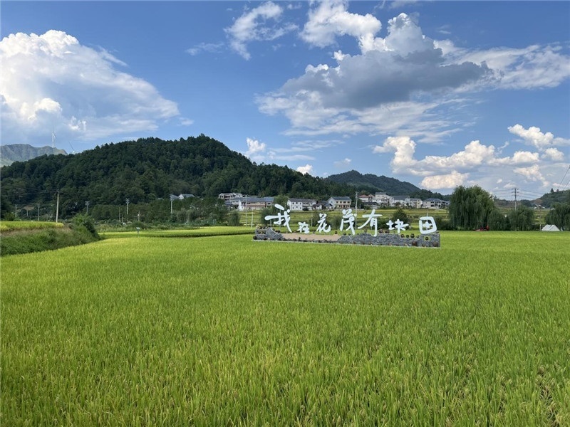 青瓦白磚的黔北民居、風(fēng)中搖曳的稻田、抬手可觸的大片云朵……才剛下車，格魯吉亞“經(jīng)濟中心網(wǎng)”總編輯莉安娜·喬爾喬利亞尼就被眼前的景色拖住了步履，喃喃細(xì)語：“實在太美了，讓我內(nèi)心平靜，在這里生活一定非常安逸和幸福。”（邱輝攝）