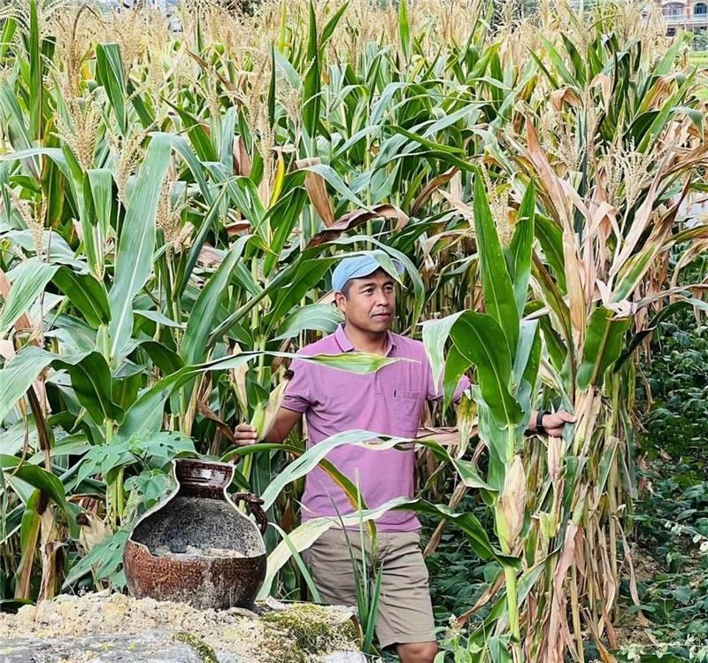 不是攀登石林高臺，就是鉆入玉米莊稼地，吉爾吉斯斯坦《自由之山報》總編輯納拉雷·阿桑巴耶夫“身手不凡”，與生長旺盛的玉米構(gòu)成了花茂村的鄉(xiāng)間野趣。（張亞欣攝）