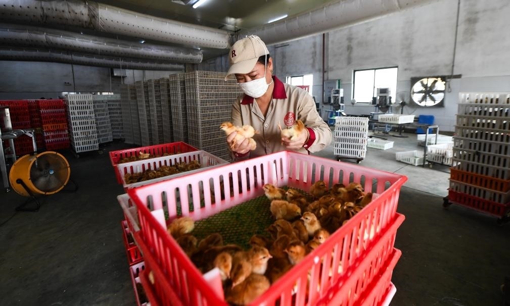在文昌市的海南（潭牛）文昌雞股份有限公司孵化廠，工人在挑選文昌雞苗。新華社記者楊冠宇 攝