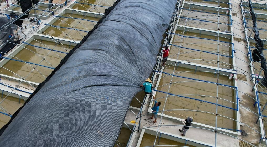 在文昌市翁田鎮(zhèn)的海興農(nóng)翁田蝦苗場(chǎng)，工人重新鋪設(shè)頂棚。無人機(jī)照片，新華社記者楊冠宇 攝