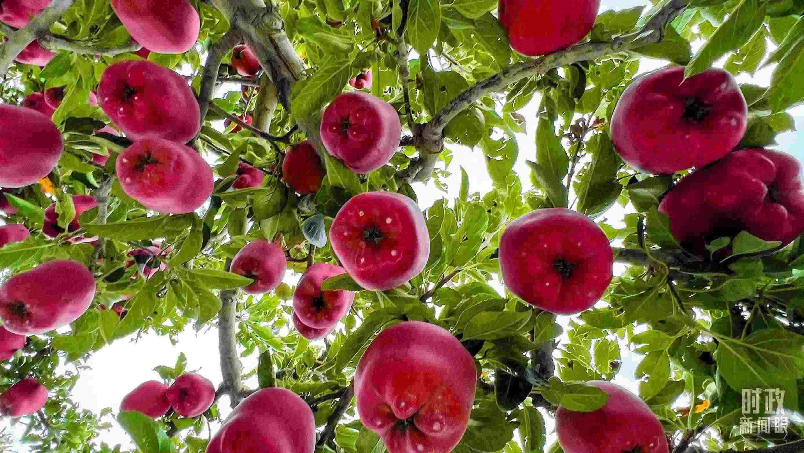 △ 麥積區(qū)南山花牛蘋果基地。（總臺(tái)央視記者程鋮拍攝）